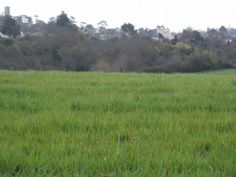 Pl�rin, terrain constructible � vendre