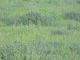 PORDIC, terrain � vendre