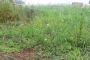 PLELO - TERRAIN A BATIR 733m�