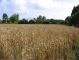 PAIMPOL AREA - BUILDING PLOT