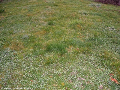 Terrain Saint Briac Sur Mer 618 m2