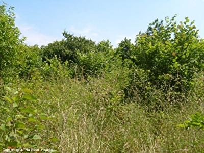 Terrain Plancoet 1000 m2