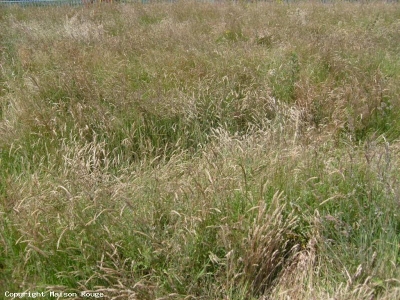 TERRAIN PROCHE PLANCOET