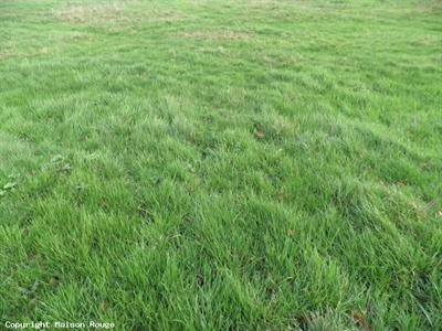 TERRAIN PROCHE PLANCOET