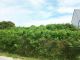 Morbihan Sud, Terrain Belz, Ria � pieds, beau terrain de 445m�