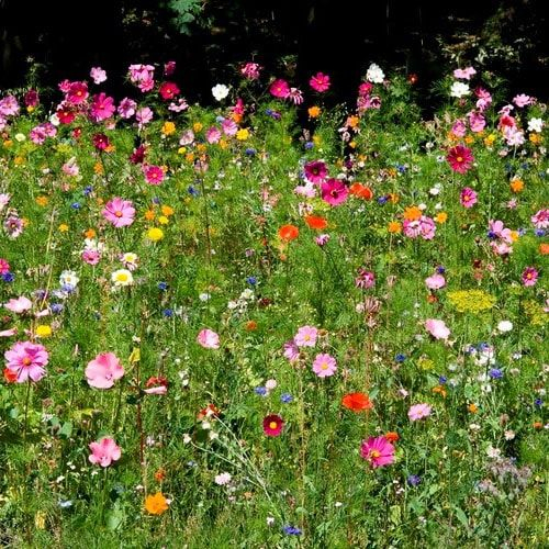 ARZAL BOURG , TERRAIN A BATIR DE 582 M² A VIABILISER, PROCHE AXE NANTES VANNES, PLAGES A PROXIMITE, BREATGNE SUD ARZAL BOURG , TERRAIN A BATIR DE 582 M² A VIABILISER, PROCHE AXE NANTES VANNES, PLAGES A PROXIMITE, BREATGNE SUD