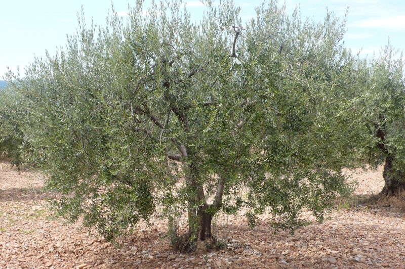 10 Kms d oraison Olivette de 44 oliviers en production 1385 M�.