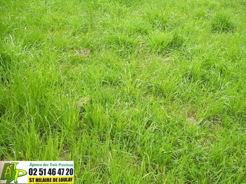 Terrain � b�tir enti�rement viabilis�, en impasse !