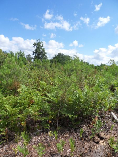 Sanguinet, il reste encore des Terrains � b�tir � proximit� du Lac