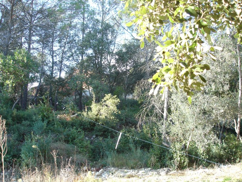 Terrain