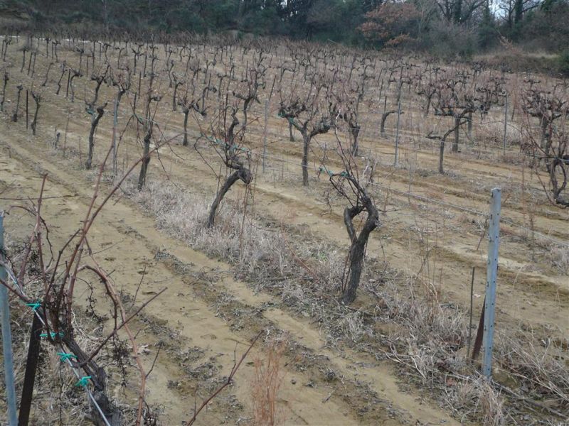 VIGNOBLE COTE DU RHONE BLANC DE 1,9 HECTARE