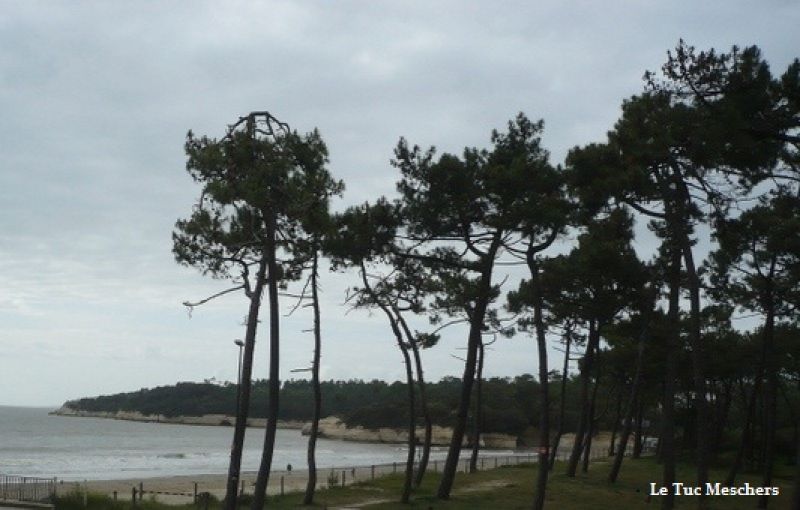Appartement Meschers Sur Gironde 3 pi�ce(s) 37 m2