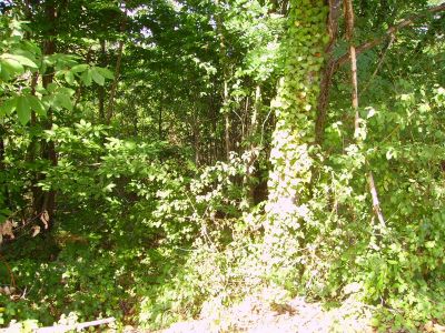 Terrain Boulazac 3500 m2