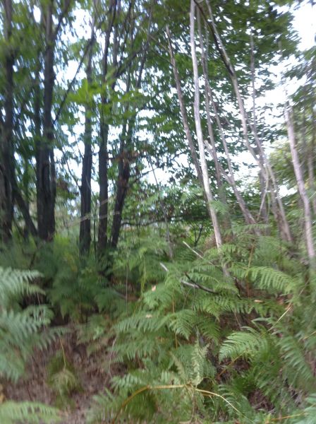 Terrain Coursac 10198 m2
