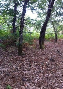 Terrain Marsaneix 4800 m2